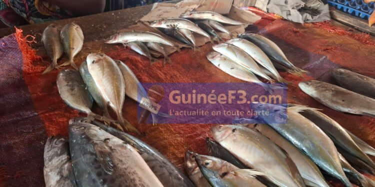 Dar-es-salam : la cherté du poisson pèse lourdement sur le panier de la ménagère pendant ce Ramadan